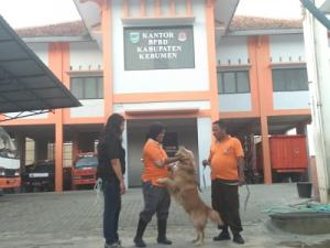 Di Jawa Tengah, Hanya BPBD Kebumen yang Miliki Anjing Pelacak