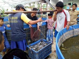 Produksi Ikan Budidaya Stabil, Daya Beli Menurun