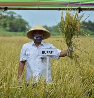 Unggulkan Pertanian di Masa Pandemi, Bupati Berharap Masyarakat Maksimalkan Lahannya