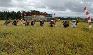 Sukacita Petani Desa Mrentul, Panen Raya Varietas Inpari 32