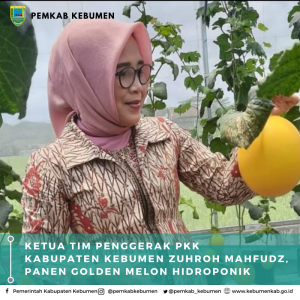 Panen Golden Melon Hidroponik, Ketua Tim Penggerak PKK Zuhroh Mahfudz: Semoga Petani Hidroponik Kebumen Makin Maju