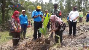 Dua Ribu Bibit Kelapa Genjah Entok Ditanam di Desa Argosari Ayah