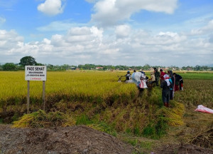 Inovasi Penanganan Stunting, Desa Grenggeng Panen Raya Padi Jenis Inpari IR Nutri Zinc