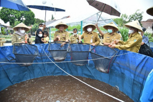 Bupati Kebumen Panen Lele dan Tanam Padi di Kebun Kita, Rumah Dinas