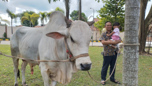 Idul Adha 1443 H, Bupati Kurban 12 Ekor Sapi 