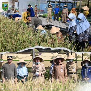 Panen Padi Hitam di Agri Smart, Bupati:  Cocok Dikembangkan di Kebumen