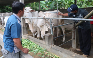 Pemkab Beri Bantuan 64 Ekor Sapi dan 342 Kambing kepada KTT