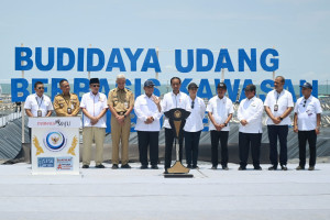 Presiden Jokowi di Kebumen:  Panen Raya, Resmikan Tambak Udang, dan Tinjau Pasar