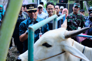 Tertinggi di Jateng, Pemkab Kebumen Suntikan 1.200 Vaksin LSD