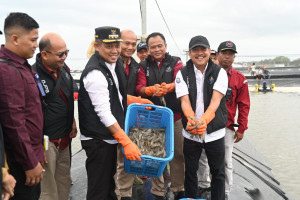 Presiden Direncanakan  Panen Udang Vanamen di Kebumen