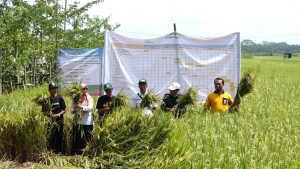 Panen Padi Corporate Farming di Desa Singoyudan Mirit 8,1 Ton/Hektare GKP