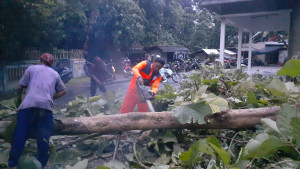 BPBD Kebumen Sigap Tangani Pohon Tumbang Dampak Angin Kencang