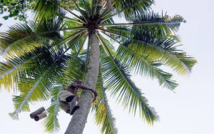 Penderes Nila Kelapa di Kebumen Bakal Mendapat BPJS Ketenagakerjaan dan Kesehatan