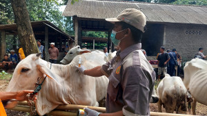 Cegah PMK dan LSD, Pemkab Kebumen Gencar Laksanakan Vaksinasi