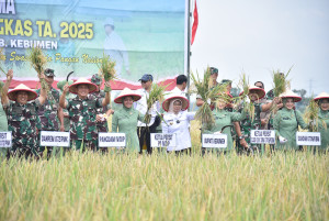 Sinergi Pemkab Kebumen dan TNI Wujudkan Panen Raya di Desa Tepakyang, Perkuat Ketahanan Pangan Nasional